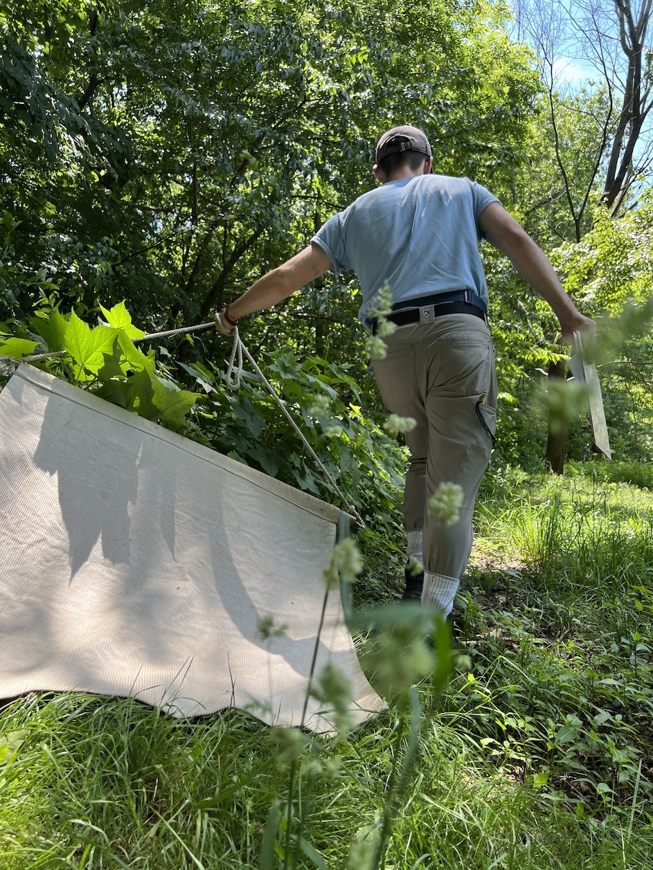 Rob Gullery drags a corduroy cloth through vegetation in Prospect Park. After dragging the cloth for 10 meters, Gullery and the other researchers inspected them for ticks. Photo by Christopher D. Shea. Rob Gullery drags a corduroy cloth through vegetation in Prospect Park. After dragging the cloth for ten meters, Gullery and the other researchers inspected them for ticks. (Christopher D. Shea)