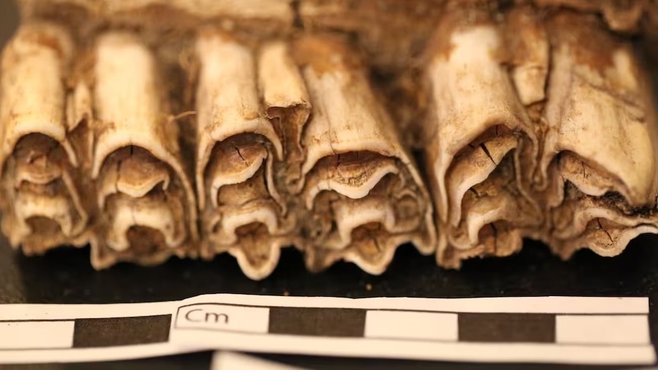 Domesticate bones from Madagascar undergoing isotopic analysis.