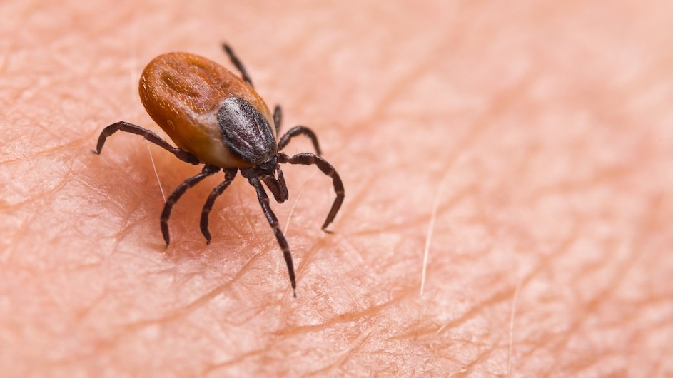 A deer tick crawling on a person's skin.