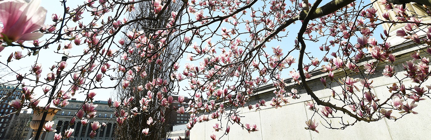 Pink magnolia flower blossoms with Butler Library in the background on a sunny spring day at Columbia University.