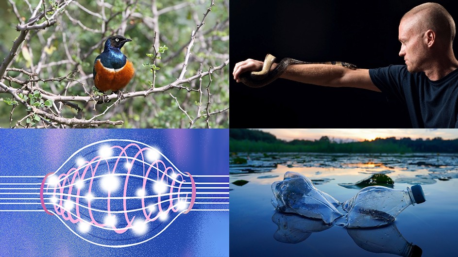 Clockwise from top left: An African starling; Tim Friede, whose self-exposure to snake venom has helped scientists develop new antivenoms; plastic bottles floating in a body of water; and an illustration of powerful magnets used for fusion containing high-energy plasma that is far hotter than the center of the Sun. Clockwise from top left: An African starling; Tim Friede, whose self-exposure to snake venom has helped scientists develop new antivenoms; plastic bottles floating in a body of water; and an illustration of powerful magnets used for fusion containing high-energy plasma that is far hotter than the center of the Sun.