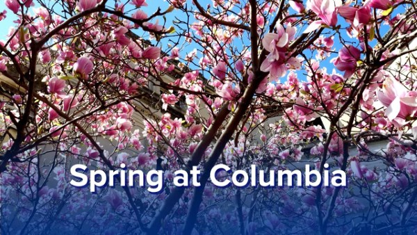 Close up shot of cherry blossoms with the text "Spring at Columbia"