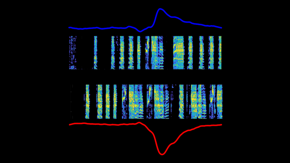 A dopamine increase (blue graph) during singing that is similar to the adult version of a young bird’s song (top spectrogram), and a dopamine decrease (red graph) during singing that is less similar (bottom spectrogram). (Credit: Gadagkar Lab | Columbia’s Zuckerman Institute).
