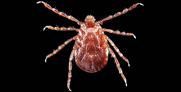 Photo: Center for Disease Control and Prevention Asian Longhorned Tick