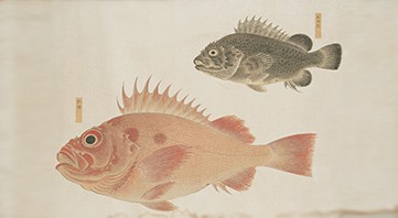 Group of two fish from the Illustrated Book of Fishes, Japan, Edo Period, circa 1762, ink and watercolor on paper, Art Properties, Avery Architectural & Fine Arts Library, Gift of Bashford Dean. An image of two fish.