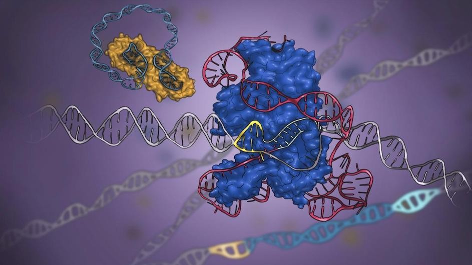 The ancestor of CRISPR's scissors shown cutting DNA.