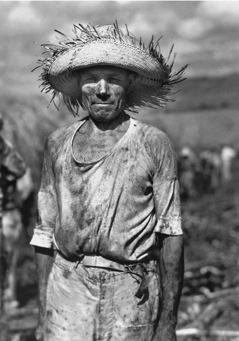 Sugarcane cutter working in a field that had been burned, near Guánica, 1941, from Jack Delano's photography book Puerto Rico Mio. Photo Courtesy of the Delano Collection at Rare Book and Manuscript Library Sugarcane cutter working in a field that had been burned, near Guánica, 1941, from Jack Delano's photography book Puerto Rico Mio. Photo Courtesy of the Delano Collection at Rare Book and Manuscript Library