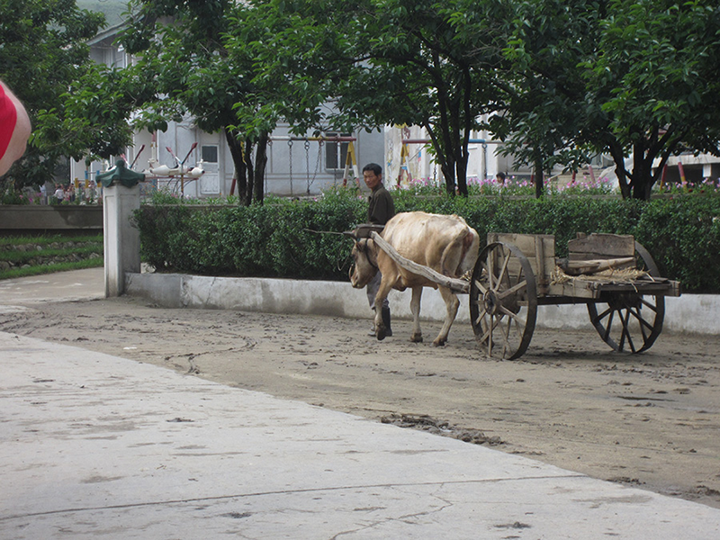 Man with oxen