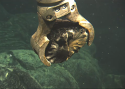 Arm of the remotely operated vehicle Jason samples freshly erupted lava on Axial Seamount, July 27, 2011. (Bill Chadwick, Oregon State University. Copyright Woods Hole Oceanographic Institution) Underwater machine arm