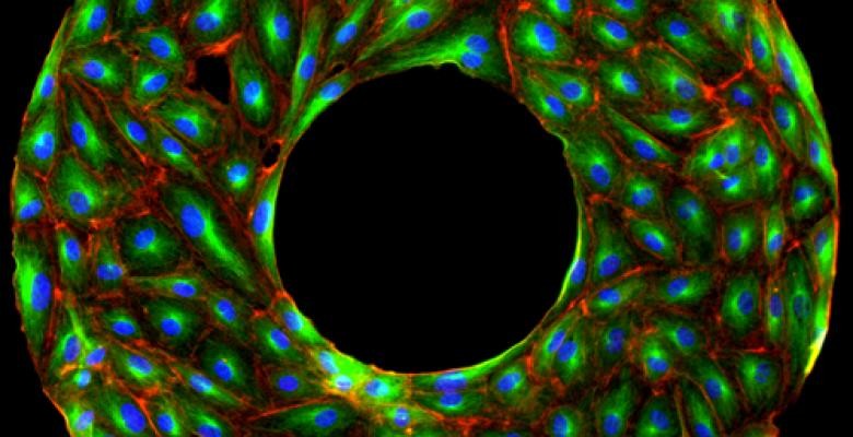 Cell Polarity and Chirality: Human endothelial cells on a micropatterned ring (inner diameter: 250 mm, width: 200 mm) stained for actin (red), tubulin (green), and nuclei (blue). Cells form a ‘rightward’ chiral alignment, while polarized by positioning their centrosomes (bright green) rather than cell nuclei closer to each boundary. Cell colored green blue and red