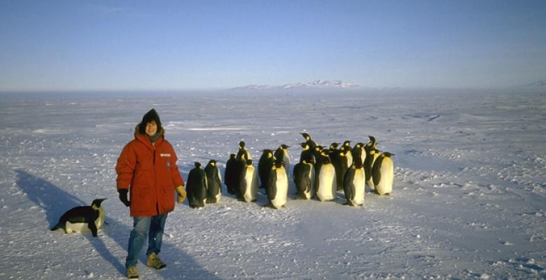 Penguins and researcher