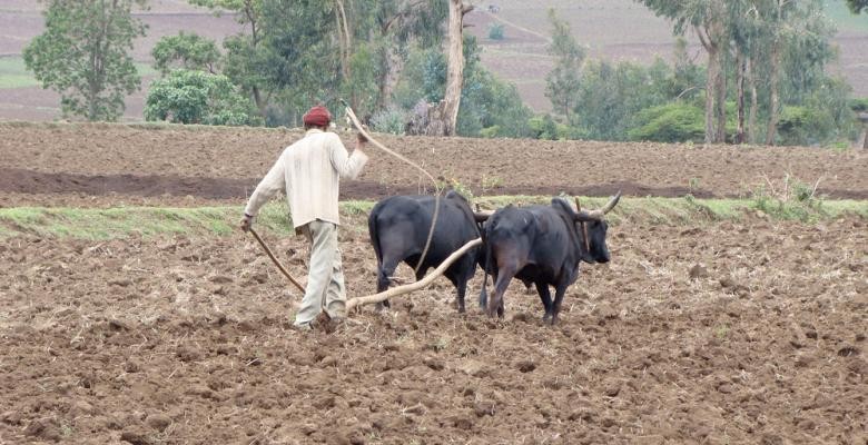 Man walking an oxen across a field