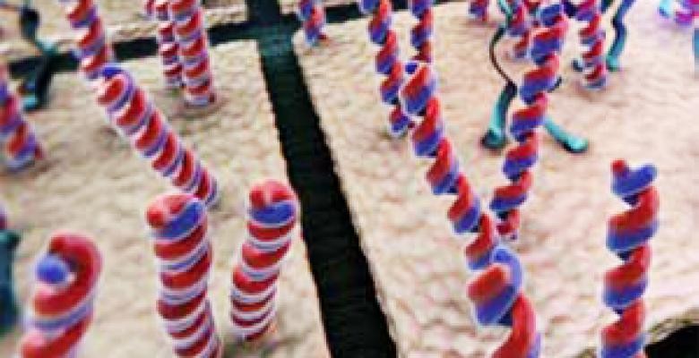 A digital microarray from the lab of Ken Shepard, a professor of electrical engineering, can measure individual DNA molecules, which are shown in this image. The new technology dramatically improves and simplifies genetic analysis. Pink and purple coils stick up from a waffle-textured base