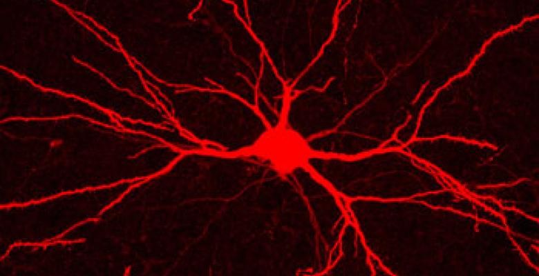 A microscope image of a nerve cell and its many branches (or dendrites) in a deep layer of a rat's cerebral cortex. A nerve cell dyed red
