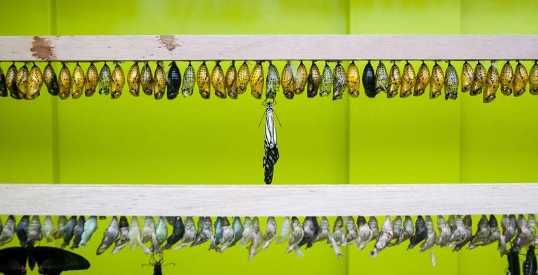 Butterfly breeding Chrysalis hanging off a post