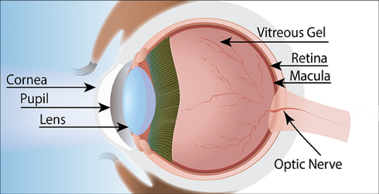 An illustration of the human eye shows the structural elements from the outermost layer backward to the optic nerve: cornea, pupil. lens, vitreous gel, retina, macula, optic nerve