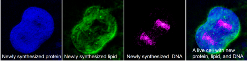 As living cells absorb heavy water, deuterium is incorporated into newly made proteins, lipids and DNA. When the researchers aimed the light of a stimulated Raman scattering (SRS) microscope at a single cell, each of the macromolecules above could be identified within. (Wei Min lab/Columbia University) As living cells absorb heavy water, deuterium is incorporated into newly made proteins, lipids and DNA. When the researchers aimed the light of a stimulated Raman scattering (SRS) microscope at a single cell, each of the macromolecules above could be identified within. (Wei Min lab/Columbia University)