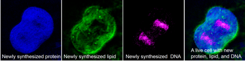 As living cells absorb heavy water, deuterium is incorporated into newly made proteins, lipids and DNA. When the researchers aimed the light of a stimulated Raman scattering (SRS) microscope at a single cell, each of the macromolecules above could be identified within. (Wei Min lab/Columbia University)