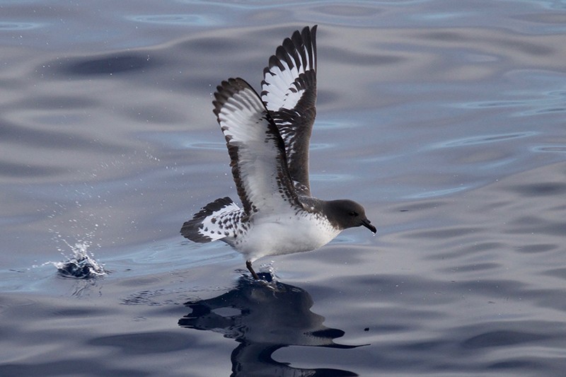 A white and gray Albatross bird lands on the ocean surface. 