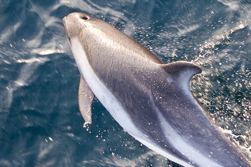A gray dolphin leaping into the ocean.