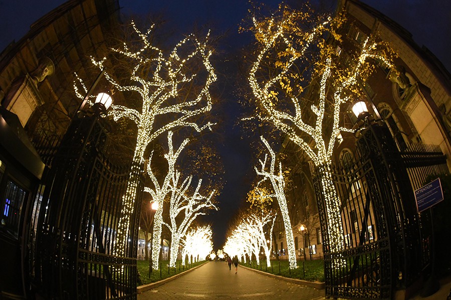 A view down College Walk looking up at trees covered in white holiday lights. 