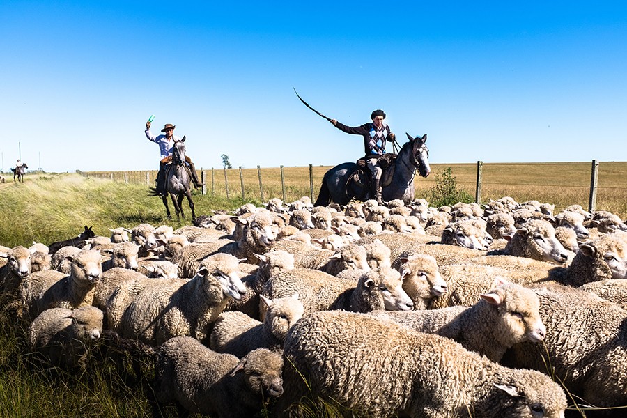 Two shepherds ride horses to usher a group of sheep along a pasture with a backdrop of clear blue sky.