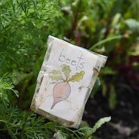 Beet marker in the garden. Photo credit: Eileen Barroso Beet marker in the garden
