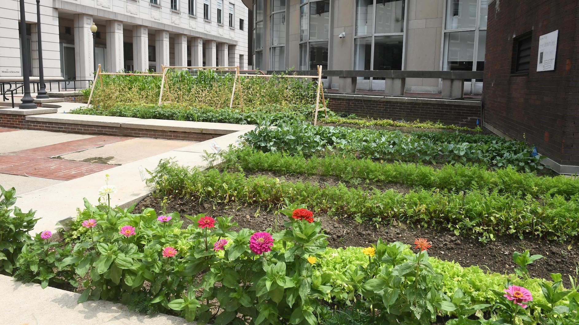 Flower and vegetable garden on Columbia University's campus
