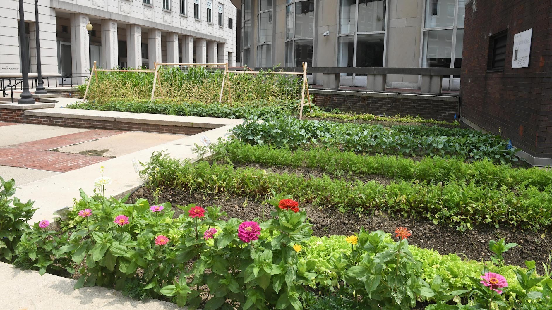 The George Washington Carver Victory Garden on Columbia University's campus. Photo credit: Eileen Barroso Flower and vegetable garden on Columbia University's campus