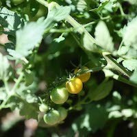 Not yet ripe yellow tomatoes on the vine. Photo credit: Eileen Barroso Not ripe yellow tomatoes on the vine