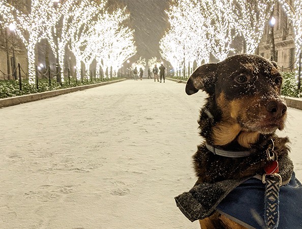 A black and tan dog covered in snow sits patiently in the middle of a snowy walkway. 