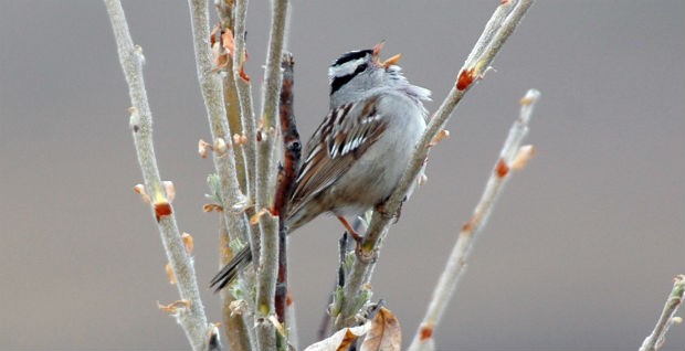 Gambel's white-crowned sparrow