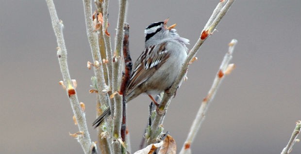 Gambel's white-crowned sparrows, like this one, prefer woody shrubs. As the Arctic continues to warm, shrubs on Alaska's North Slope are expected to overtake open grasslands. That could create conditions for sparrows to outcompete longspurs and other migratory birds. (Wingfield) Gambel's white-crowned sparrow