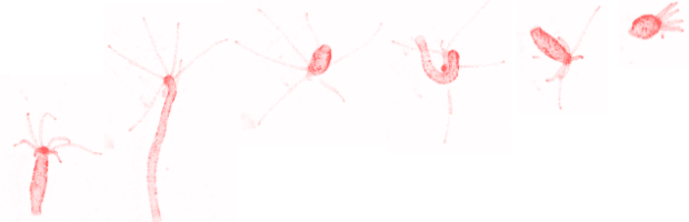 The time-lapse image above shows Hydra moving through a somersault, its main form of locomotion. (Yuste Lab/Columbia University) Five time lapse images of a hydra undergoing locomotion.