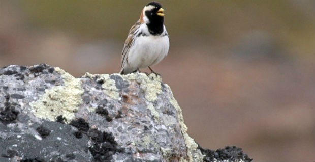 Lapland longspurs, like this one, migrate thousands of miles to the Arctic each spring to breed. (Photo credit: John Wingfield) Lapland longspur