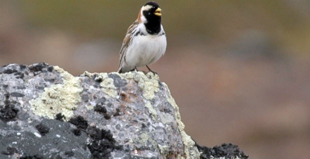 Lapland longspur