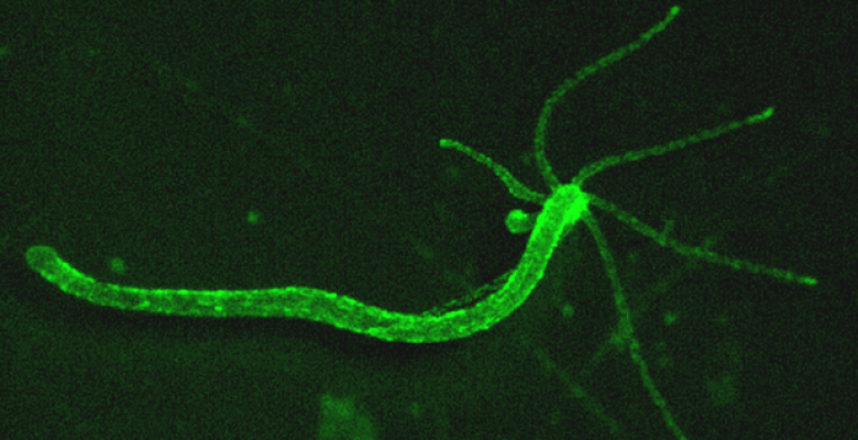 Researchers show how an algorithm for filtering spam can learn to pick out, from hours of video footage, the full behavioral repertoire of tiny, pond-dwelling Hydra. In the above image, hydra's neurons are labeled with a green fluorescence indicator. (Yuste Lab, Columbia University) hydra image with neurons labeled with a green fluorescence indicator