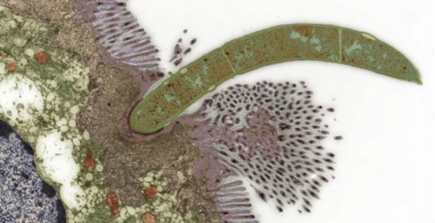 Immune cells are activated when the pod-shaped commensal microbe burrows into the gut's outer epithelial cells. The new study examines how the bacteria transfers proteins inside the host. Image courtesy of Ivanov. Microbe burrowing into gut cells