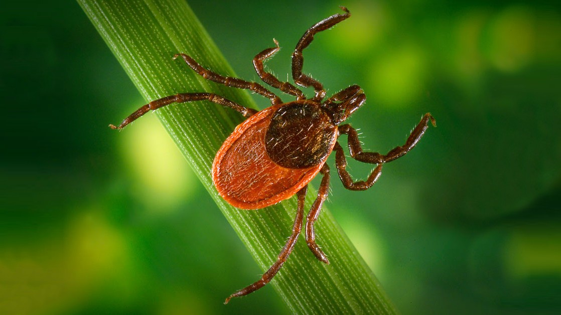Photo of a brown tick on a leaf against a green backdrop