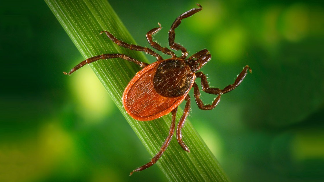 “We were able to show that about 162 U.S. counties may already have Lyme disease, but they have not yet been reported to the CDC. Photo of a brown tick on a leaf against a green backdrop