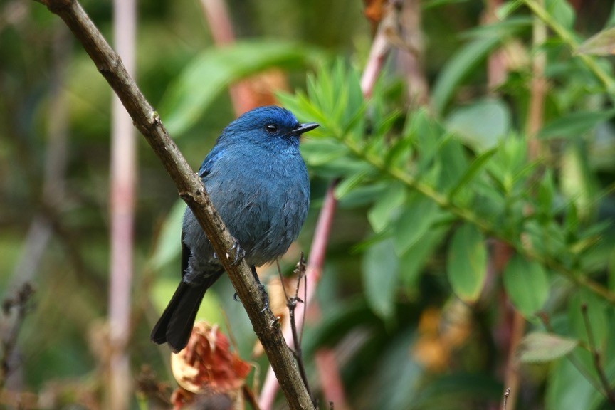 beautiful blue Nilgiri flycatcher