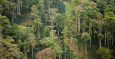 On this farm near Andes in Antioquia, Colombia, coffee trees grow beneath a layer of canopy trees in a shade-grown coffee plantation. Photograph by Guillermo Santos. On this farm near Andes in Antioquia, Colombia, coffee trees grow beneath a layer of canopy trees in a shade-grown coffee plantation. Photograph by Guillermo Santos.