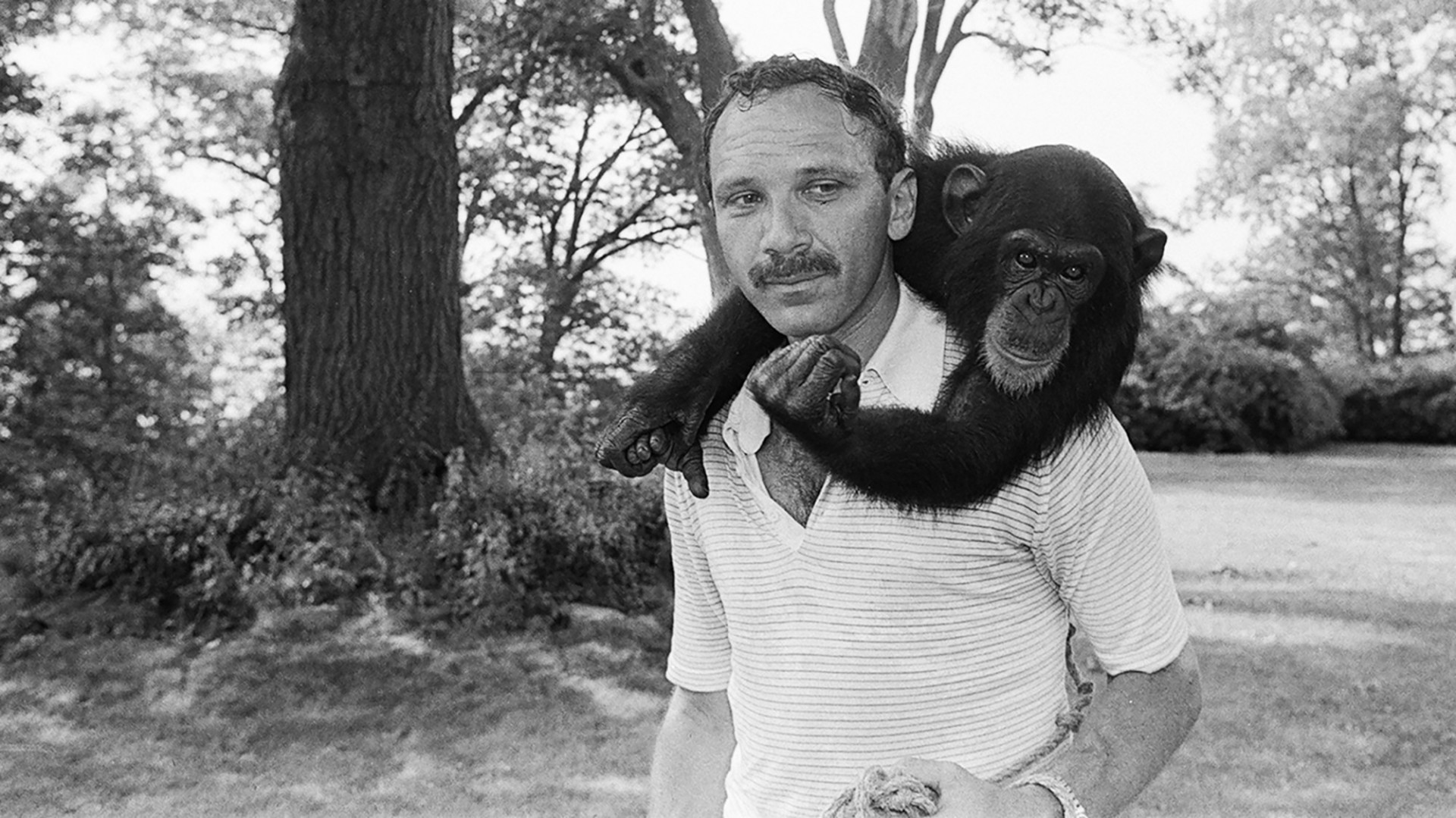 Herbert Terrace and Nim Chimpsky in 1976. Terrace tried to teach Nim to use human language, but, ultimately, found chimpanzees do not have the capacity to use words conversationally. black and white image of young man with mustache carrying a chimp on his back