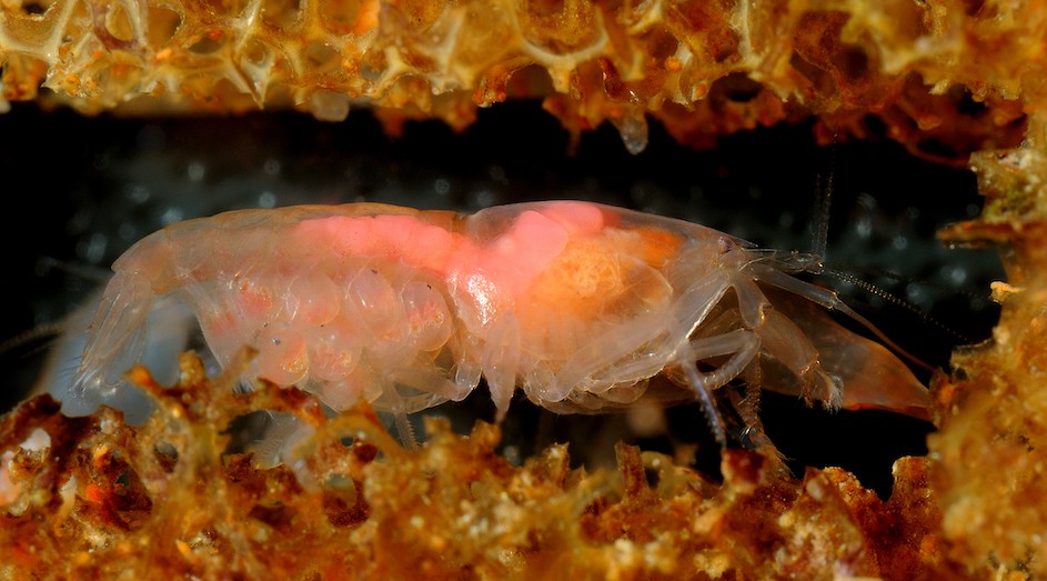 Snapping shrimp, Synalpheus