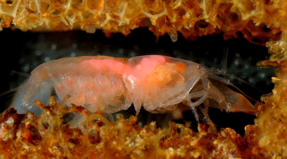 Snapping shrimp, Synalpheus, is a sponge-dwelling shrimp, many of which are the size of a grain of rice. Photo by Dustin R. Rubenstein Snapping shrimp, Synalpheus