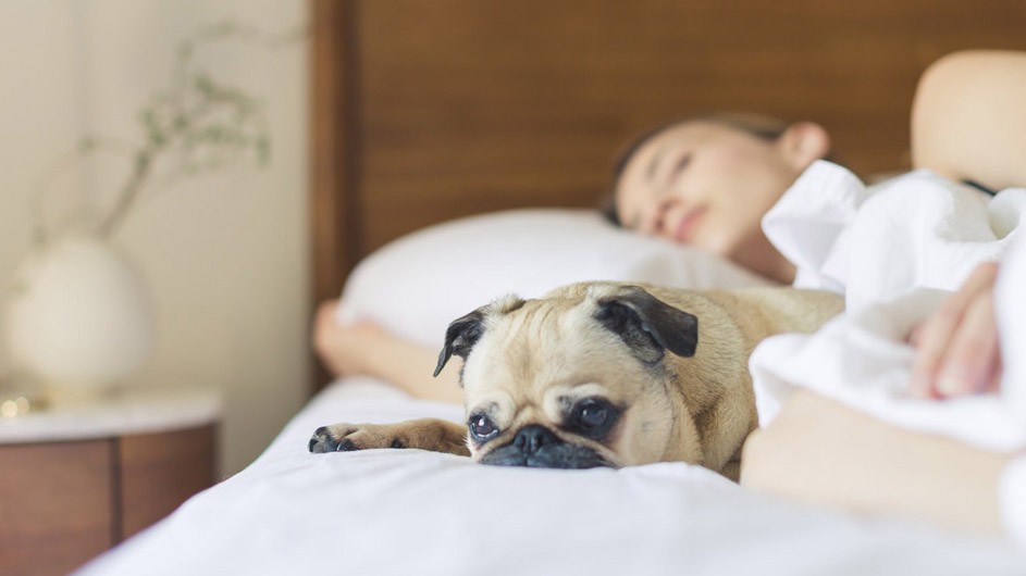 young woman asleep under sheets next to tan pug with brown ears and sad expression