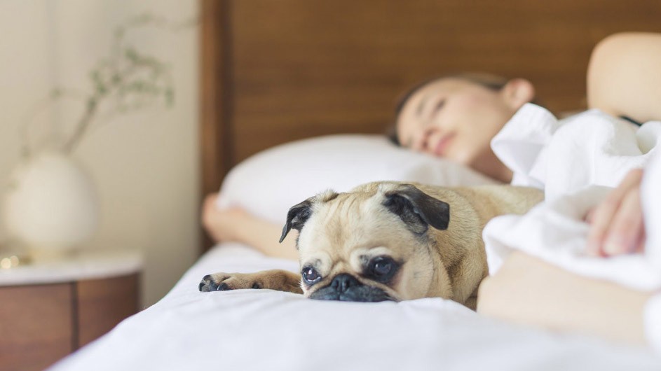 Getting enough sleep helps protect your mental health, physical health, quality of life and safety. And that increased sleep comes with a bonus: It saves on consumption of precious resources—fuel, electricity, food and oxygen, which is attenuated during sleep. young woman asleep under sheets next to tan pug with brown ears and sad expression