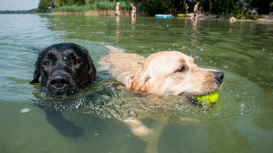 Yellow and black lab in green pond swimming