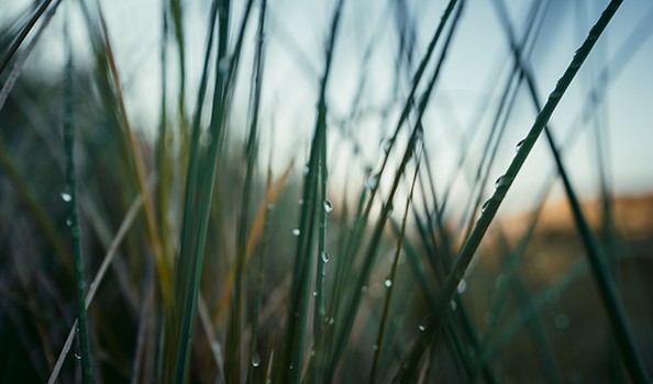 Lyme disease is difficult to diagnose, and accurate case assessment depends on many variables, the researchers said, from provider awareness and testing methods to reporting practices, state budgets and personnel. Up-close photo of green blades against light blue sky