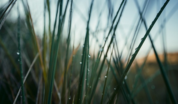 Up-close photo of green blades against light blue sky